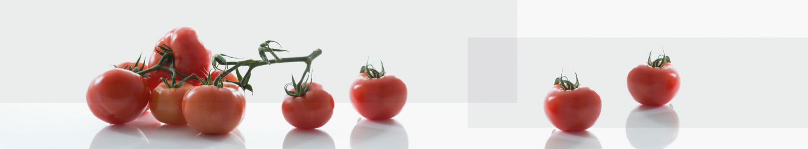 NVM 439 Tomate - Tomato - Rajce